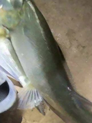 只要是玩微物,就一定会带上响尾蛇飞蝇钩,钓马口白条红眼实在太好用了,缓慢匀收就能被攻击,双钩设计跑鱼率大大降低。#路亚溪流 #微物路亚 #飞蝇钩 #路亚马口 #毒蚊飞蝇钩