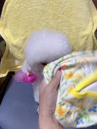 春秋款德绒小飞袖连衣裙,面料柔软细腻,二斤可以穿到130斤的毛孩子##狗狗衣服