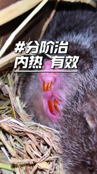 竹鼠内热别盲目处理⚠️
轻、中、重三类症状对应草料 + 方案,按需对症调理,新手也能上手
养殖干货收好,同行多多交流!#竹鼠养殖 #竹鼠 #农村创业 #三农日常 #养殖避坑