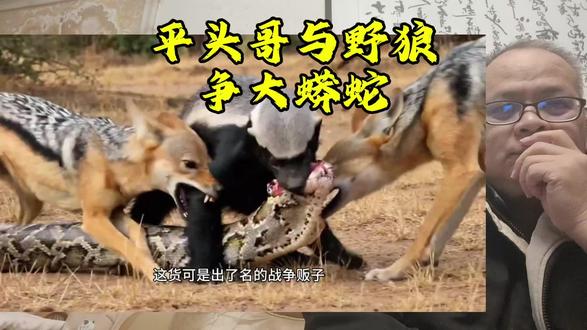 平头哥与野狼争大蟒蛇
#自然界动物 #大蟒蛇#眼镜王蛇#毒蛇