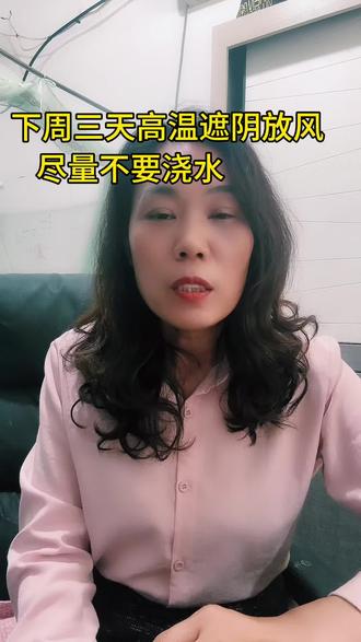 今年白天温度高白膜蒸姜厉害放风遮好阴