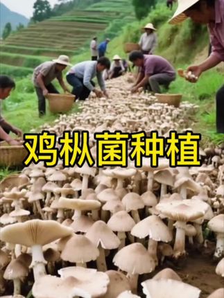 鸡枞菌种植! 【鸡枞菌优质菌包,不出包赔三塔!】菇伞饱满如斗笠,菌肉鲜嫩似鸡肉~室内窗台、庭院角落、野外山坡都能种。浅灰菌盖带褐心,层层簇拥超治愈。新手也能轻松种,工人同款种植菌包,阳光下发芽采收,自然鲜美好滋味!#鸡枞菌种植 #鸡枞菌种植成功 #人工种植鸡枞 #大自然的馈赠野生菌 #鸡枞菌菌包