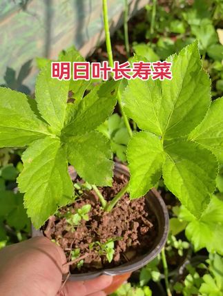 #明日叶 #明日叶茶 #长寿菜 #查尔酮 #神仙草 神奇植物明日叶长寿菜