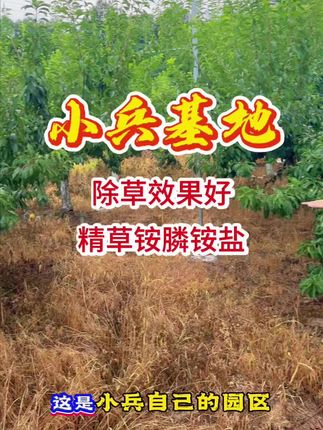 精草铵膦铵盐除草剂,含量20%,除草效果好,#除草剂 #除草神器 #精草铵膦铵盐除草剂 #精草铵膦铵盐 #果园除草