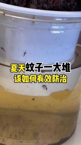 蚊子幼虫药灭除孑孓卵鱼缸鱼池水池塘碗莲水培植物灭蚊虫卵杀虫剂 蚊子幼虫药灭除孑孓卵鱼缸鱼池水池塘碗莲水培植物灭蚊虫卵杀虫剂#种菜灭虫小技巧 #灭虫秘方 #防虫小技巧 #除虫防病 #蔬菜防虫新的方法