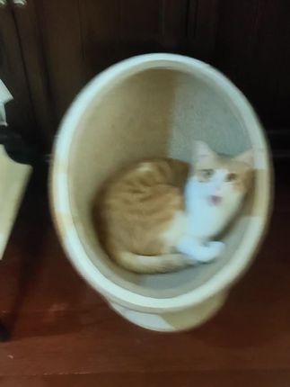 想起来就分享分享毛孩子的好物😏等我挣点猫粮钱真不容易啊😂#家有猫咪 云养就上#握爪app 搜#蜜宝的流浪猫小院 帮助它们一天的口粮🥰#流浪猫救助