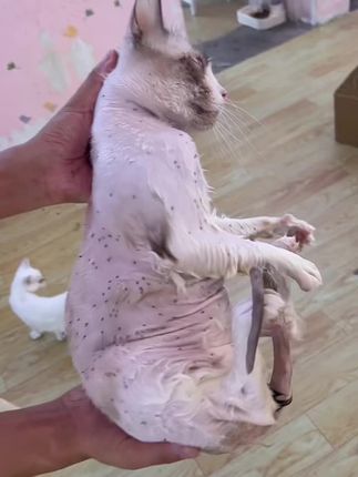 洗吧,一洗一个不知声#宠物美容 #猫咪洗澡 #布偶猫