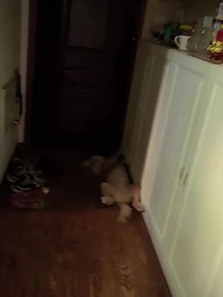 #狗狗的心思都写在脸上了