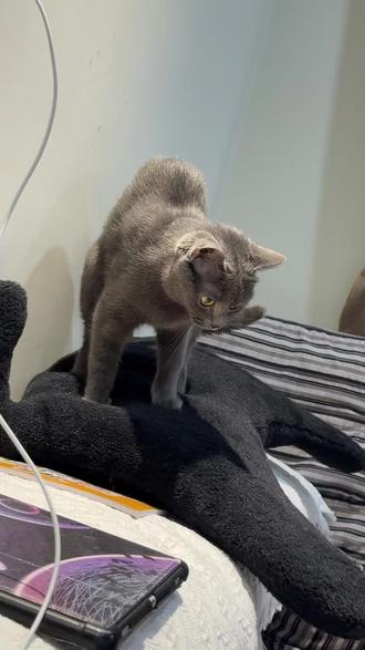 这是踩素奶还是踩荤奶?