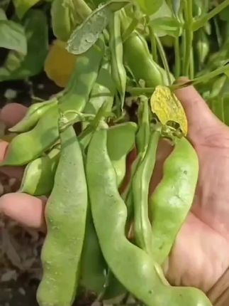 #地油豆种子#地油豆#蔬菜种子#阳台花盆小院均可种植