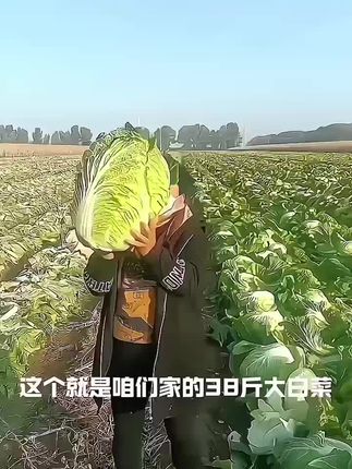 【冬储38斤大白菜种子】正品冬储白菜口感好秋季耐寒农家蔬菜种子 #蔬菜种子 #优质农产品 #大白菜种子