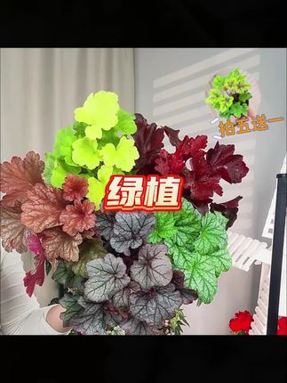 #园艺 #绿植 #居家插花 #绿植盆栽 #家庭园艺 耐寒耐阴绿植花卉阳台庭院花园