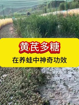 黄芪多糖在养蛙中的神奇功效。#牛蛙养殖 #青蛙养殖 #养蛙 #石蛙养殖技术