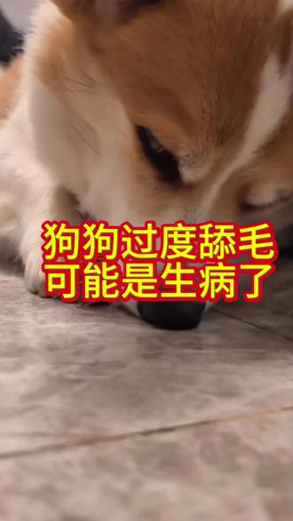 狗狗疯狂舔毛、舔爪子?可能是得了这几种病!#养狗经验分享 #科学养宠攻略 #新手必看 #宠物健康