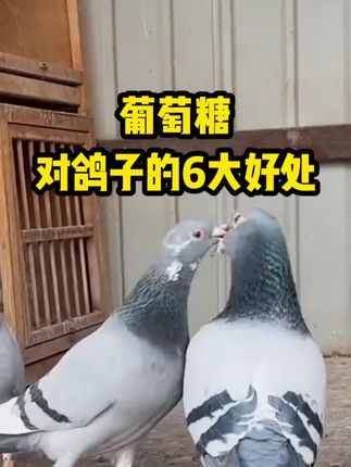 #鸽子#养殖#养鸽子#养鸽子#鸽子养殖