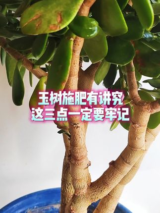 玉树施肥有讲究,这三点一定要牢记 玉树施肥有讲究,这三点一定要牢记