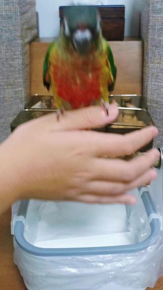 #养鹦鹉日记 #小太阳鹦鹉 #手养鸟