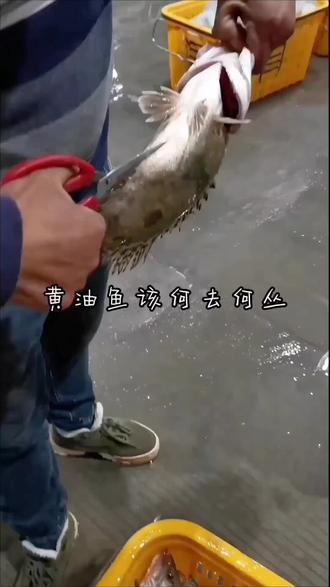 #一般人不告诉他 黄油鱼何去何从