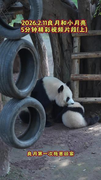 2026.2.11良月小月亮5分精彩视频片段:良月两次强行收猫,母女抢轮胎玩,良月示范玩轮胎标准动作
#大熊猫小月亮 #大熊猫良月 #来这吸熊猫 #熊猫幼崽 #国宝不愧是国宝
