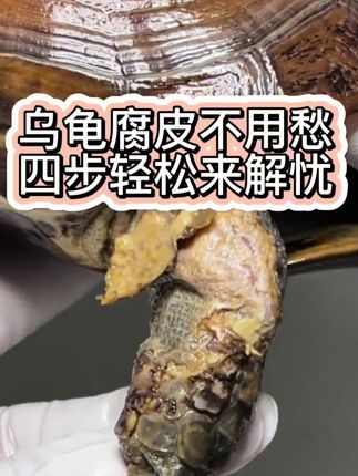 #神奇动物在抖音 #乌龟 #爬宠 #养龟人 #龟宠时代