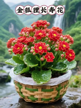 懒人养花天菜!金狐狸长寿花太绝啦 谁懂啊!挖到超适合懒人&新手的神仙花——金狐狸长寿花✨ 花瓣是温柔挂的橙红色,边缘镶着细细的金边,重瓣层叠像精致小蛋糕🎂 颜值直接拉满~ 🌱 养护0难度:不用天天浇水,等土壤干透浇透就行!丢在有散光的地方,就能呼呼长,妥妥“摆烂式养花”天花板! 花期从秋冬一路开 到春天,家里摆一盆,赏花氛围感直接拉满💐 新手也能轻松拿捏,养花成就感这不就来了~ #金狐狸长寿花 #懒人养花 #养花日常 #花期超长选手 #氛围感绿植