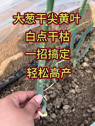 大葱干尖黄叶白点干枯一招搞定#大葱种植#大葱病害#三农