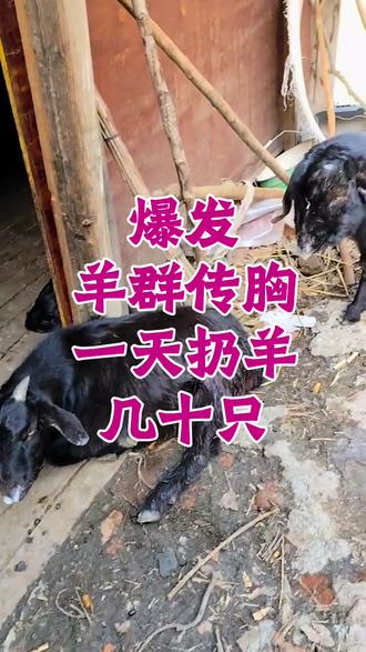 羊群传胸都有哪些特征你知道吗 羊群传胸的特征这样去分辨#人间观察计划 #守护镜头里的动物 #羊传染性胸膜肺炎 #羊烂肺病 #羊传胸