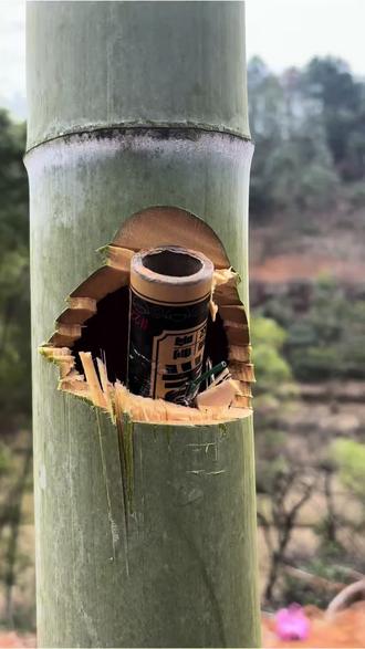 爆破专家0.2#炸竹子 #二踢脚 #二踢脚的正确玩法 #上热门话题🔥🔥🔥