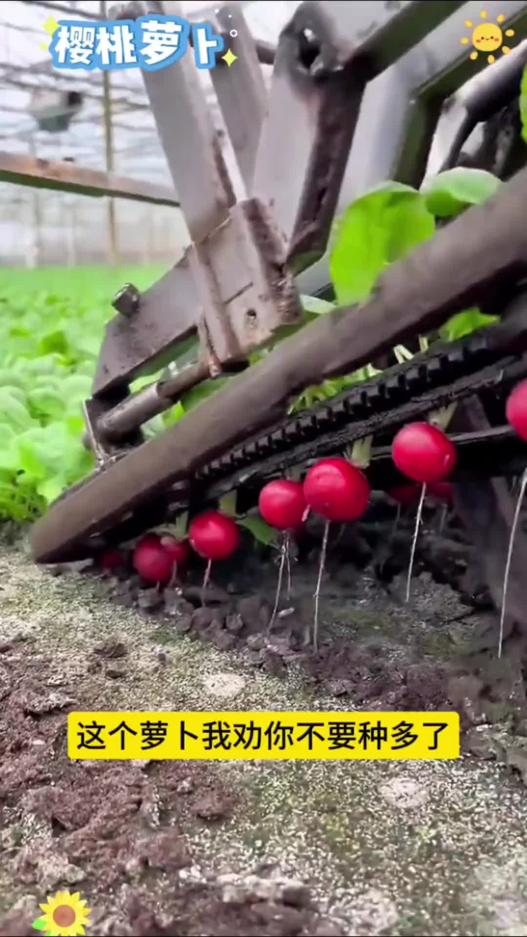 #优质农产品 #残疾人 #正能量 #便宜好物