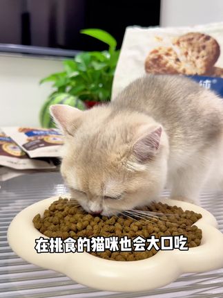 有试吃我绝不买正装,伯纳天纯的酥化猫粮也出试吃装了#猫粮 #穷养猫 #伯纳天纯酥化粮 #新手养猫#科学养宠攻略