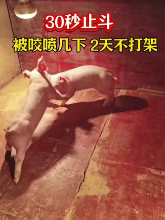 速效止斗喷剂 猪打架:往猪鼻子上喷一下,严重的喷2~3下,快速止斗2天不打架#猪打架 #猪打架怎么办 #猪打架原因 #猪打架解决方法