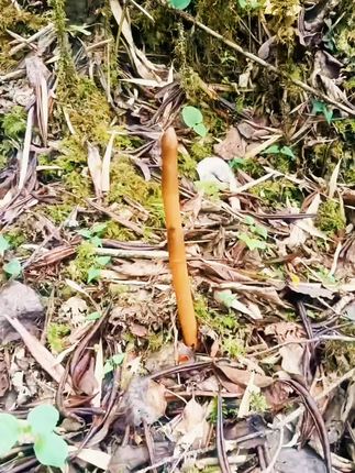 天麻生长方式极为独特,无根无叶,却能在与蜜环菌的奇妙共生中,汲取养分,茁壮成长。它如同隐匿于山林间的精灵,在适宜的温湿度环境里,安静地完成生命的轮回。每年冬春,采药人凭借着丰富的经验和对山林的熟悉,在山林中寻觅天麻的踪迹。冬季采挖的“冬麻”,因充分积累了养分,品质更为上乘,是不可多得的珍品。#大自然的馈赠 #野生天麻 #天麻 #抖音助农扶农 #我的乡村生活
