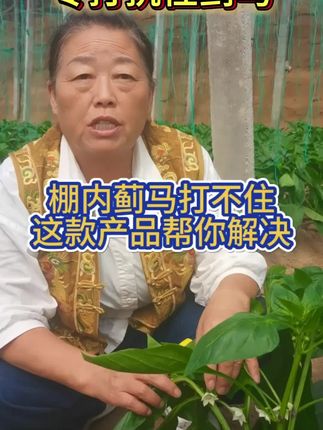 #种植小技巧 #农业种植 #蓟马防治