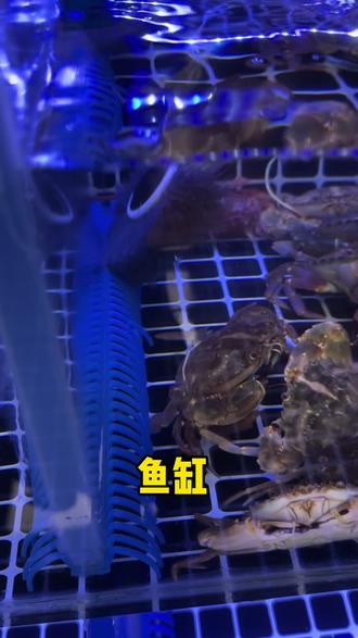 鱼缸卫生应该如何搞 95厘米长柄马头刷一刷备两个头#鱼缸马头刷 #长柄刷 #鱼缸卫生 #海鲜池卫生 #友哥教你养海鲜