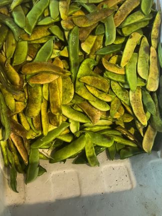 四角井出摊啦,今天新增加了一个品种。这种豆子你们那叫啥?😄😄😄#新鲜采摘 #口感特别好 #补充维生素 #助三农#钦蜜九号百香果