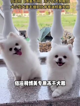 【博美专用】冻干幼犬狗粮成犬小型犬美毛增肌壮骨泰迪柯基宠物必备#宠物狗狗视频 #养狗人 #萌犬 #宠物市场