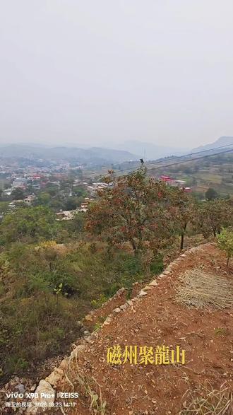 聚龙山风光
磁县西陶泉乡有岔口古村落,分别为北岔口、中岔口和南岔口。岔口顾名思义是指道路之分岔处,这里自古是磁县和涉县的交通要道,北岔口有石板御路通向涉县。
磁州(包括峰峰、武安、邯郸新区部分地区)西部山区多为沉积石灰岩山地,地质贫瘠且难以水土保持,著名河北人工天河跃峰渠,就是为了解决邯郸西部山区(包括磁县西)缺水问题而修建的。
聚龙山在岔口村南,山中丛林密布,流水潺潺,庙宇庄严,生态人文环境良好。石灰岩山巅之上有这么一大片深林,留存实属不易,这要归功于附近村民敬神敬祖的传统,也反应了这方水土的老百姓对青山绿水的热爱和期盼。
聚龙山这个名字本身就有盼水敬龙的期许,希望以青山绿水之地聚拢神龙,留住神龙,以求岁岁年年风调雨顺!要不为何不叫龙聚山呢?
细看修建庙宇的功德碑,知捐资修庙养护山林的供养人大多是附近村的居民。
有趣的的是,石碑上很多都刻有“河南省彰德府磁县……”字样,这也反映了一个历史事实:明朝雍正三年(公元1725年),为便于水务管理,朝廷“以河南彰德府磁州换直隶大名府滑县、浚县、内黄三县”。
从那时起, 磁州投入了河北省怀抱,300年来,这方土地的老百姓“古碑依稀家乡事,管它河北与河南”。
#记录生活 #日常分享
