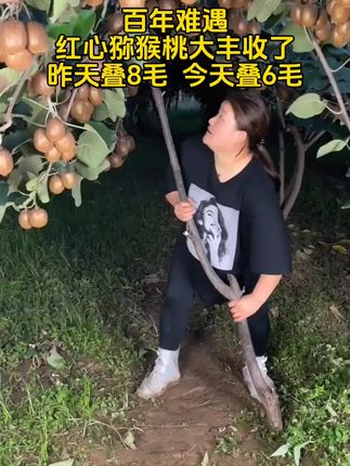 #猕猴桃 水果之王#应季水果 #红心猕猴桃#口感非常好 #快来一起尝个鲜