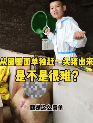 从圈里单独赶一头猪出来,或者给大肥猪老母猪打针,是不是很难? #养猪#养猪技术#养猪场 #猪头套 #养殖场专用