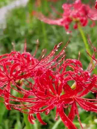 #彼岸花种球 #花卉绿植 #爱生活爱养花