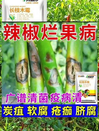 辣椒烂果病