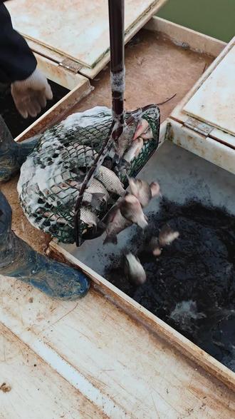 钓鱼🐟#钓鱼的乐趣只有钓鱼人懂 小年迎大年,吃鱼年年有余!
年前最后一场黄金正钓,
别等过年没鱼吃、没瘾过,
抓紧来囤货、过足手瘾,满载而归过大年!