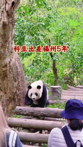 科豆(现名:荣耀)出差福州熊猫世界#大熊猫科豆 #科豆 #福州熊猫世界