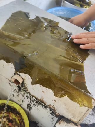 住在海边的人为什么不吃海带…海带算不算海鲜?#强烈推荐 #高端食材 #吉祥如意