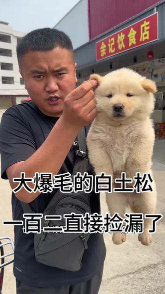 打爆毛的这款我也是非常喜欢!!#白土松 #田园犬 #vlog十亿流量扶持计划