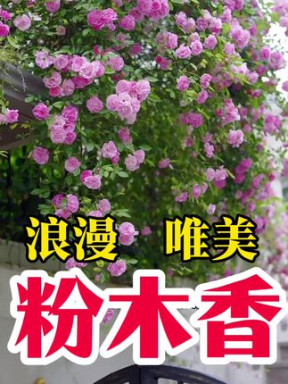 粉木香的美是浪漫,是甜蜜的,像是把春天都种在了院子里,温馨而美好。粉木香能够四季开花,开花量特别多,非常适合做花墙或者花拱门#木香花 #木香 #无限回购的宝藏单品