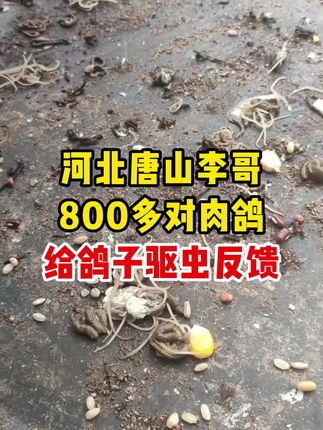 千万不要花大价钱去给鸽子驱虫了!#肉鸽养殖 #养鸽人 #赛鸽信鸽 #玉田聊养鸽 #鸽子养殖