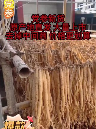 党参降价了,今天只要三十多一斤#党参 #甘肃党参 #党参汤 #党参的食用方法