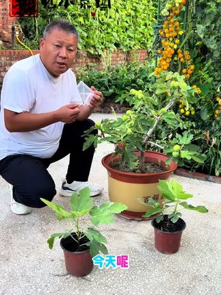 无花果如何防虫#无花果 #无花果种植 #果树 #防虫