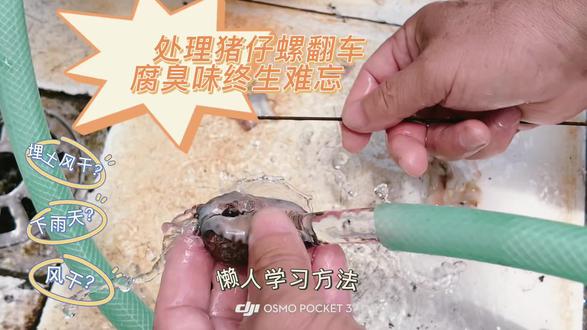 猪仔螺,折腾半个月,全靠老爸救场! #一些认真生活的note
猪仔螺谁能想到取肉太难了整整花费我半个多月时间
原本打算埋土里自然腐化取肉,结果南澳连续降雨,只能整盆水泡。腐肉那股味道谁经历谁崩溃!
关键时刻老爸挺身而出,我犹豫一秒都是辜负父爱,全靠老爸帮忙挖肉,反复换水浸泡、自然晾晒去异味。
终于没有味道可以寄出去了,顺路去门店看下装修,螺货打包发快递安排到位!
自家海鲜速冻批发铺正在和大家见面 今年10月正式开业✨
欢迎各位朋友来南澳喝茶唠嗑,新鲜海货源头直发!
#南澳海鲜 #猪仔螺 #海鲜批发筹备中 #渔村日常
